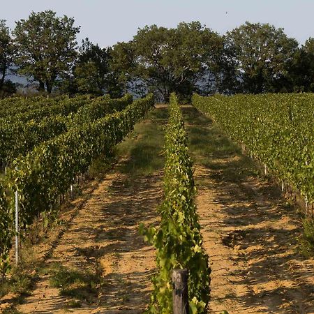 Agriturismo Le Baccane 빈치 외부 사진