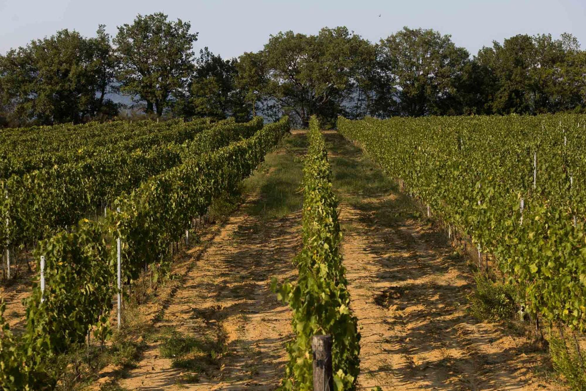 Agriturismo Le Baccane 빈치 외부 사진