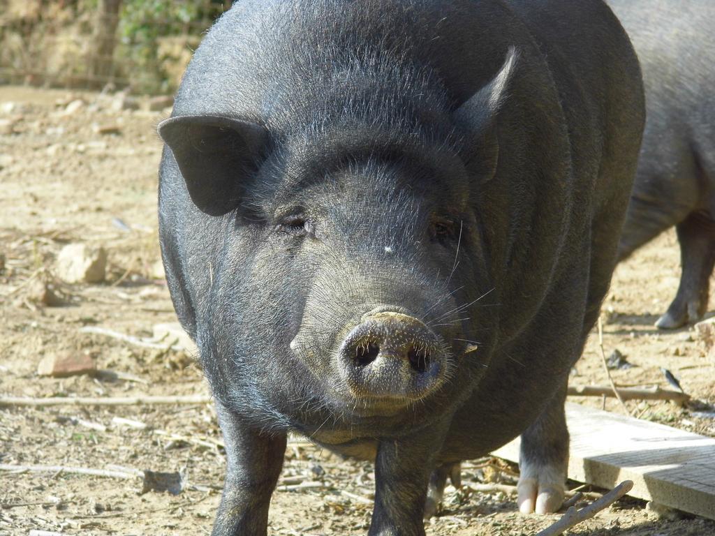 Agriturismo Le Baccane 빈치 외부 사진